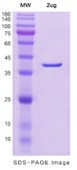 SDS-PAGE (SORD-6334H).jpg